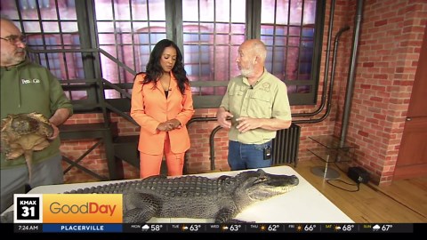 We're getting a preview of the Sacramento reptile Show!
