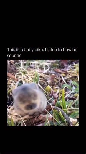 Random Videos | That little squeaky potato you’re looking at isn’t a hamster or a mouse. It’s a pika, and its closest living relative is actually the... | Instagram