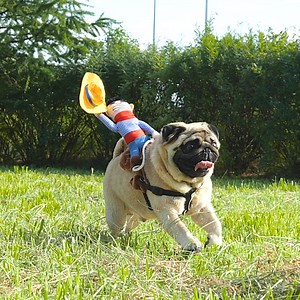 220K views · 5.4K reactions | Funny dog gadgets & toys  | 5-Minute Crafts | Facebook