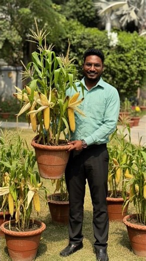 First Corn Harvest from Pots 🌽 | homegrown bhutta corn in pots