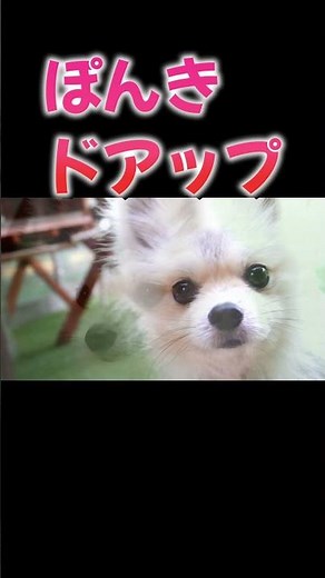 スローで癒されるだけの動画 #ポメラニアン #ぽんき #可愛い