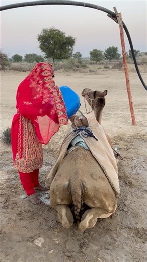 فتاة بالثوب الأحمر… تملأ الماء فوق الجمل وسط صمت الصحراء وتعب الحياة 💧🐪💔