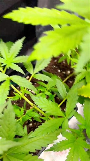 Cannabis Grow Revolution #viral #grow #420 #upgrade