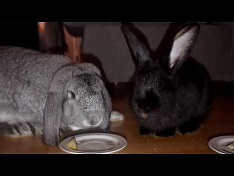 All About French Lop Rabbits: Personality, Care, and Feeding