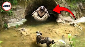 Strange Creature Attacked Dog What Happened Next Will Shock You! #Discovery #Mysterious #Secret #Top15 #Alien #UFO #Shock | Viral 60