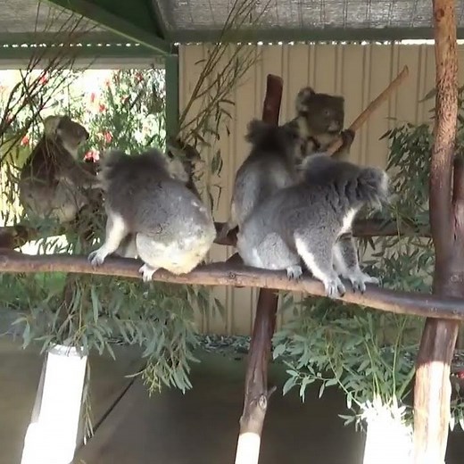 Koala fight and scream