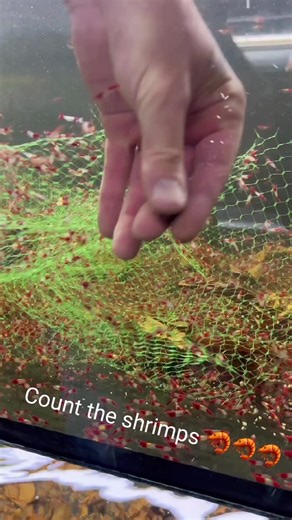 328K views · 3.6K reactions | Count the "Zombie Shrimps" 履‍♂️戀戀 Food...