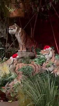 Dinner at Rainforest Cafe at Disney’s Animal Kingdom