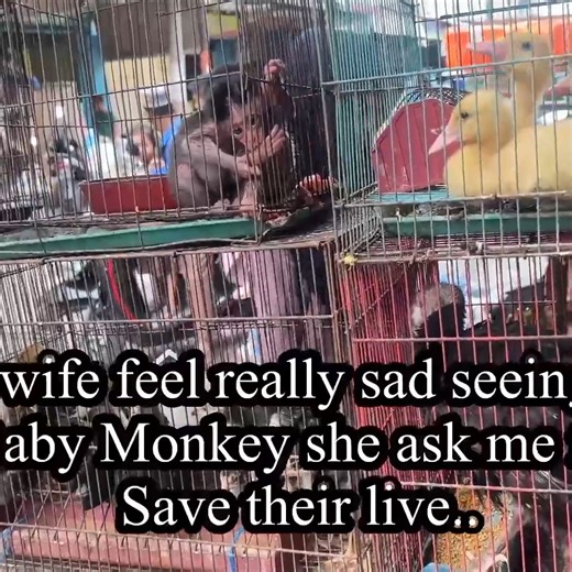 “Should I Save Them The Heartbreaking Condition of Baby Monkeys at the Animal Market 😢🐒💔” | Monkey Lover