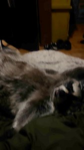 Diddles waking up in the morning and thinking that he doesn’t remember being that far from me when he fell asleep 😂 being the problem solver he is he wiggles back over to me to hold hands ❤️#cute #cutepets #adorable #happyanimals #loveislove #mapaches #mapache #animalreels #petreels #réel #mascotas #lindo #canada #canadianpets #ratonlaveur #Waschbär #süße #haustiere #happypets #cozy #cozyhome #love #familyday #animalreels #petreels #happyreels #relax #raccoon #raccoons #raccoonlovers #cutenesso