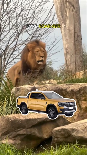 We’ve got many engines running today... and they’re all ready to roar! 🦁🚗🐾 Bringing you a wild lineup of cars and animals in partnership with Carma. Whatever used car make and model you're after, Carma can help you find your purr-fect match. | Sydney Zoo