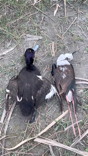 Tufted duck and black winged bird