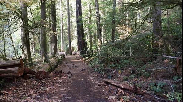 A forest path with a large log on the ground. Scene is peaceful and serene, as the viewer can imagine walking through the forest