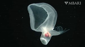 Glowing 'mystery sea slug' that detaches part of its body stuns scientists