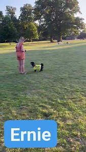 Maddison training Ernie 🫶 Look out for Ziggy with Smiggle 🤣🤣🤣 | Pumpkin The Wheelie Westie Warrior