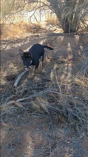 German Shepherd Puppy come and sit