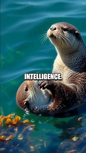 The Unforgettable Cuteness of Baby Sea Otters