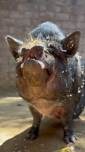 10K views · 175 reactions | ✋Sniff check!  Potbellied pigs like Pua and Petunia here have an incredible sense of smell. In fact, their sense of smell is around 2000 times more powerful than a human's! #NationalPigDay #Pig #PotbelliedPig | Los Angeles Zoo | Facebook