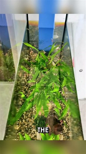 Turn Your Old Fish Tank Into a Stunning Eco Tank at Home #Shorts