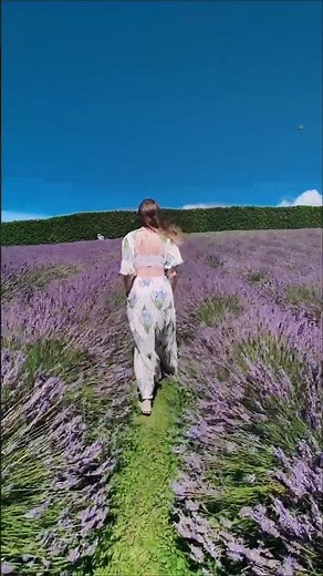 INSANELY BEAUTIFUL LAVENDER FARM! /// WAIHI LAVENDER FARM