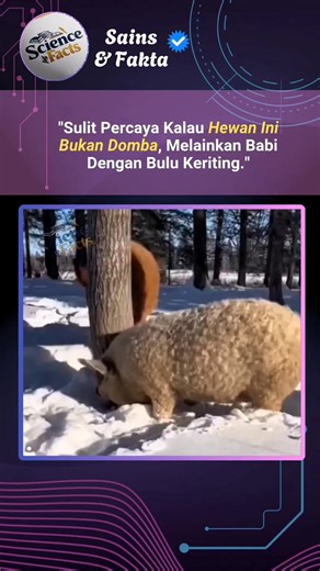 14K views · 114 reactions | Mangalica adalah babi langka asal...