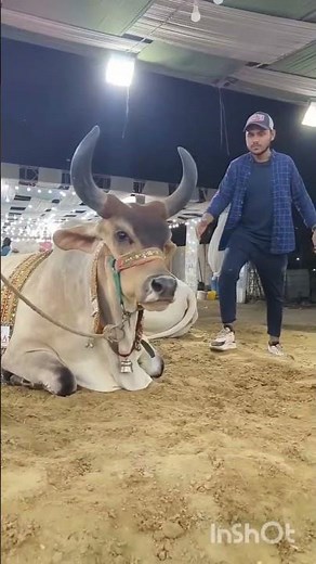 #World's Biggest Cow|| Massive Cow in Bangladesh || Big Cow