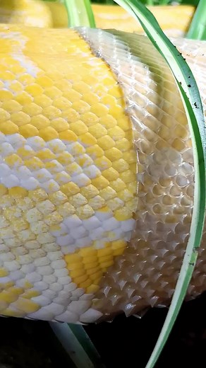Muda de Piel en Python Molurus del Herpetario | Video Impactante 🐍