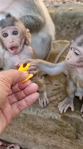 Cutie small baby monkey and wonderful mom #shorts