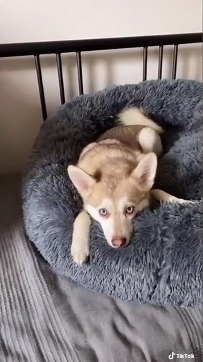 I Played “Who Let the Dogs Out". Mini Husky Lost It