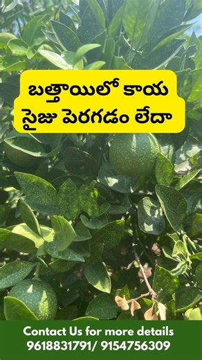 Mosambi Plant Growth Boost |