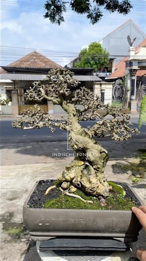 streblus asper bonsai medium ( 40cm ) #bonsai #plant