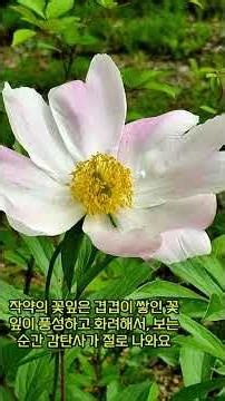 #작약