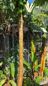 6.5K views · 73 reactions | Watering a papaya tree, especially when...