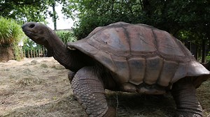 Big Al the turtle returns to summer home at Zoo Knoxville