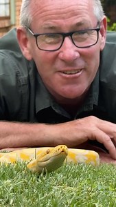 The colors on this baby reticulated python deserve a closer inspection! 🐍🙌🏻 | Ivan Carter