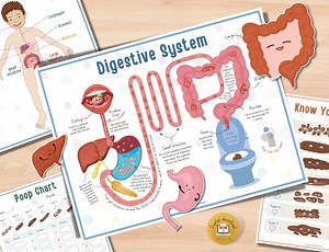 Human Digestive System | Printable Activity for Preschool Homeschool - PDF - Etsy