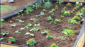 Raised beds make sense in many different gardens. Click here to view a video that shows 2 different applications. They may work for you. | GardenSMART