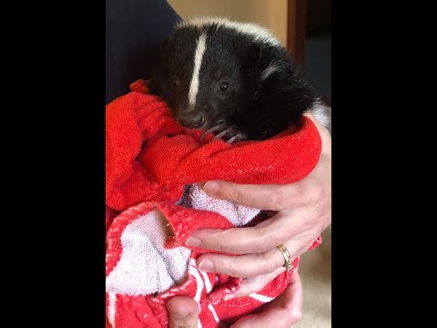 Pet Skunk Bath