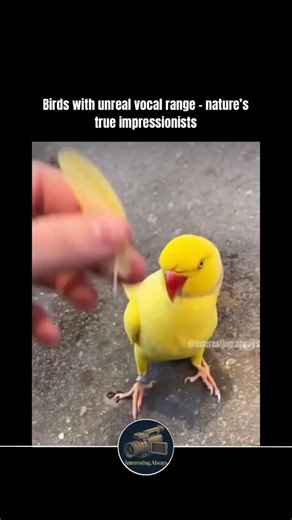 @interesting.always on Instagram: "Some birds don’t just sing - they imitate. Species like the lyrebird, northern mockingbird, European starling, and African grey parrot are among nature’s most skilled vocal mimics, capable of copying everything from other birdsongs to environmental noises and even human speech. Their talent comes from a specialized voice box called the syrinx, which can split airflow and create multiple tones at once, giving them extraordinary control and range. Mimicry evolved