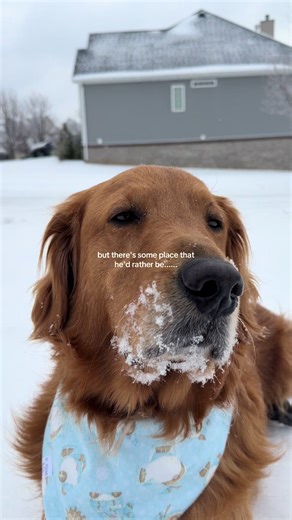 Countdown to Beach Day: Seagulls and Sunshine Await