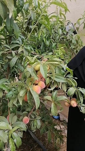Picking Fresh Peaches from the Orchard