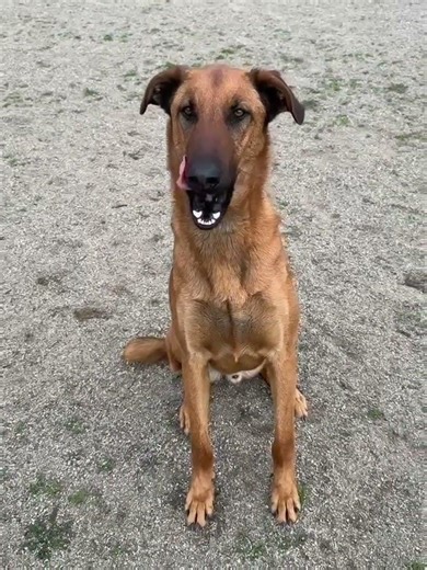 Video of adoptable pet named Hanz