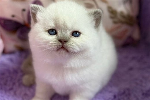 Beauty British Shorthair female, fawn pointed