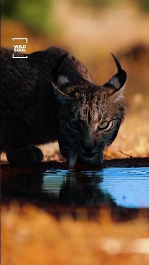 Lynx Caught on Camera at Waterhole 🐾 | Nature’s Silent Power