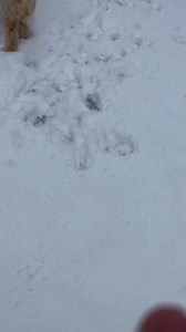 First snow! Everything makes Pippa happy-and; WOW, she makes us happy! | Marie Murray