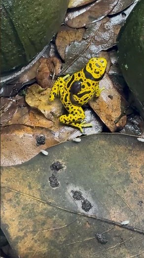 Great Dart Frog Dad! #dartfrog