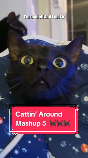 Hilarious Cat Mashup: Dusty Dubs Edition