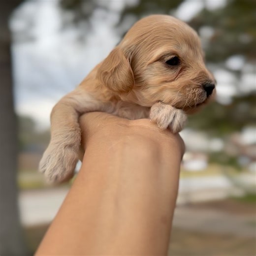 Designer Pups Houston on Instagram: "Wavy Female Mini Cockapoo F1b Brown/white Available #minicockapoo #cockapoo_corner #cockapoolife #cockapoopuppy"