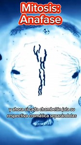 Mitosis: Profase, Metafase y Anafase. Recopilación de videos que ya habíamos subido sobre versos a la mitosis. Por si no habían visto ninguno. #biologia #ciencia #sciencia #biologiacelular #biologiamolecular #celula #biology #medicina | Mundo Na'At