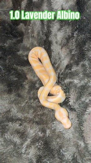 1.0 Lavender Albino #lavender #albino #lavenderalbino #snake #reptiles #ballpython # holdback #ball